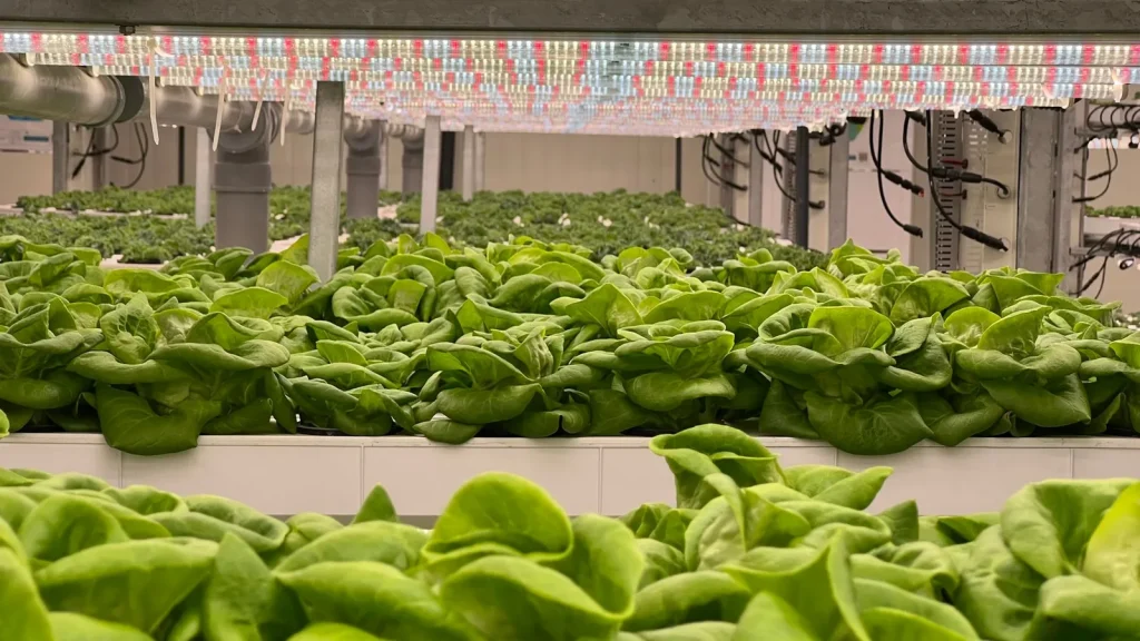 Innovación agritech y producción agroalimentaria tecnológica