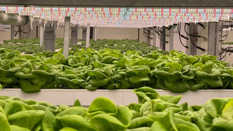 Innovación agritech y producción agroalimentaria tecnológica
