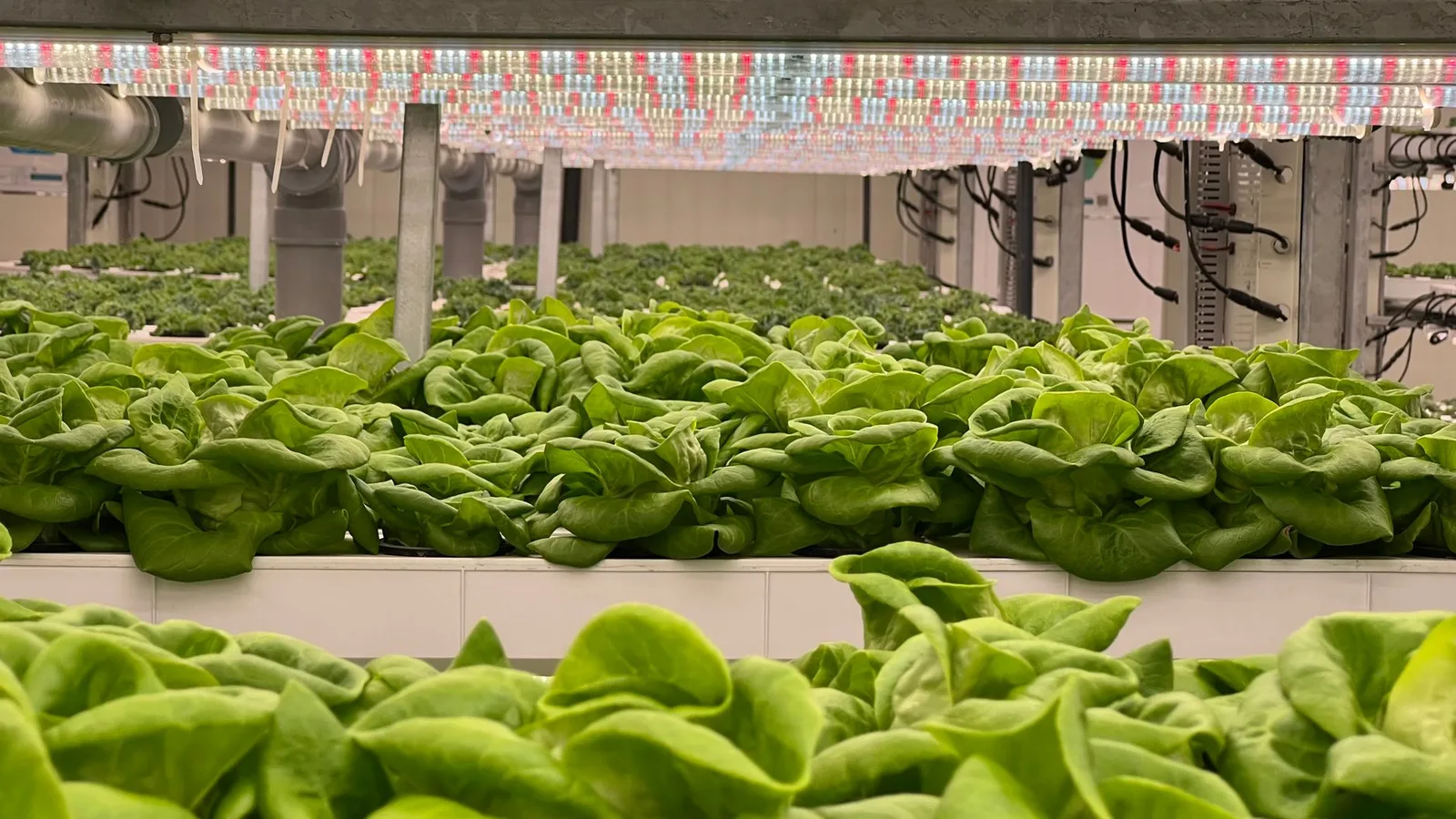 Innovación agritech y producción agroalimentaria tecnológica