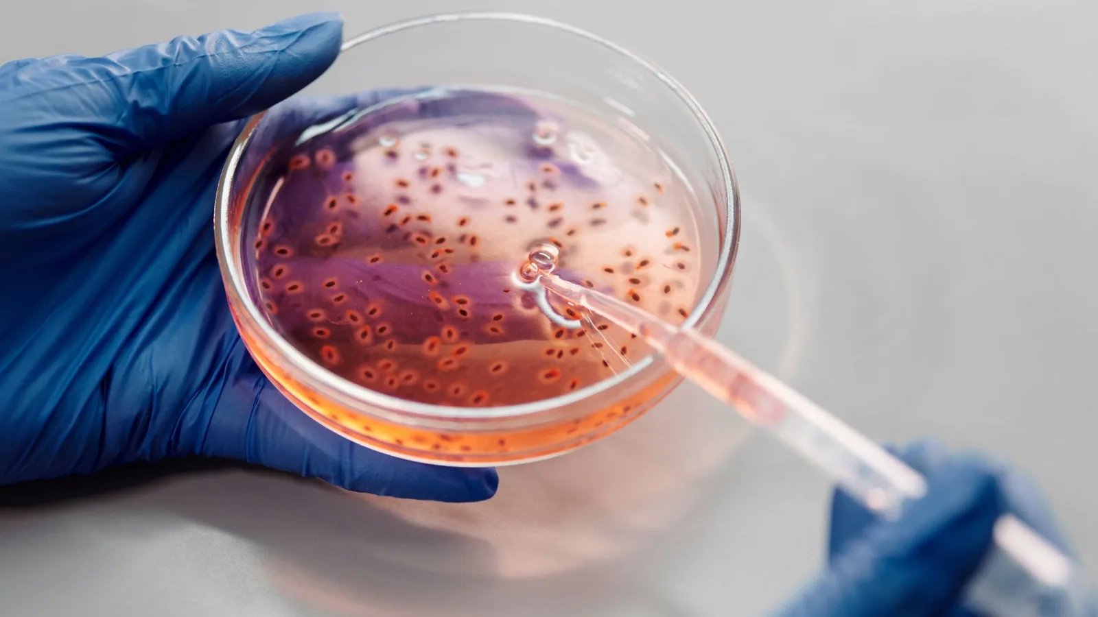 Investigación con cultivos celulares para Intero Biosystems